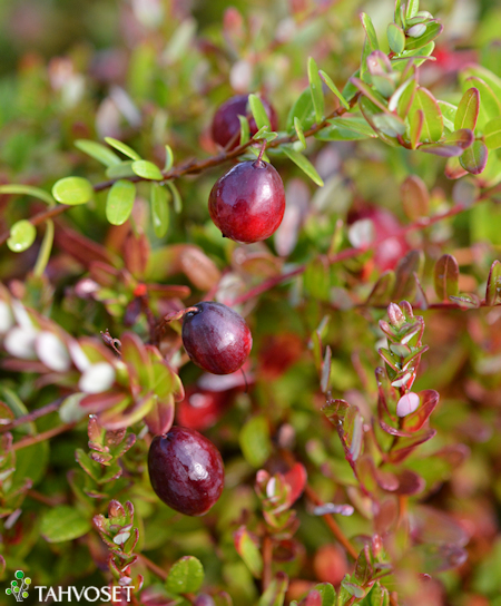 Vaccinium macrocarpon 'Pilgrim', amerikankarpalo